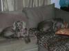 Lola in Forever Home 3